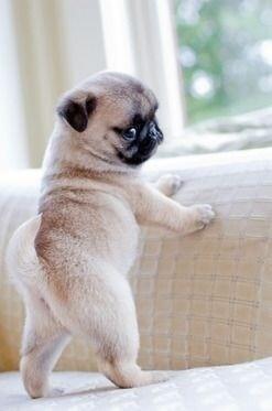 RealAnimalPorn's tweet photo. What're you looking at? http://t.co/PDqQgdLCPp