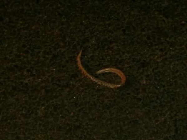Shubhang_M's tweet image. #babypython? # thingsyouseeat3inthemorning