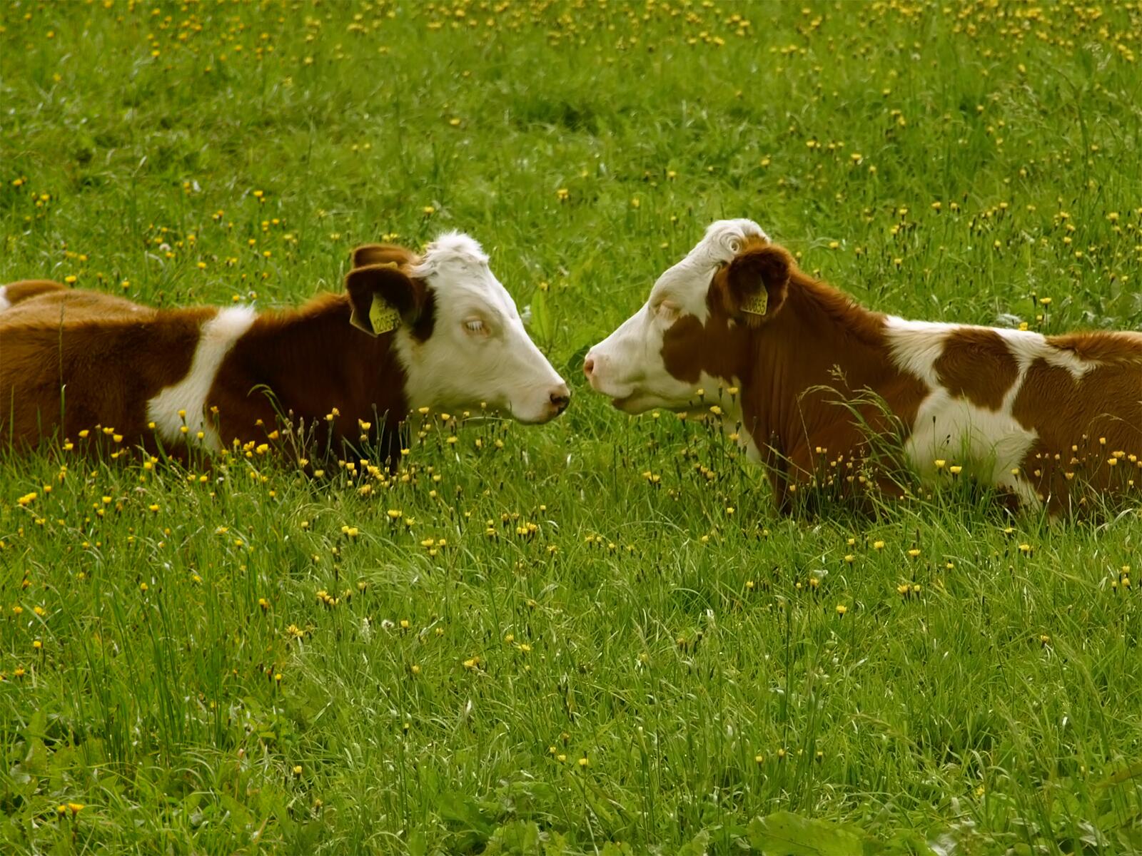 PETA on Twitter: "Did u know? Cows have best friends &amp; they hang out w/  each other every day: http://t.co/mvrXdZQkIC #FriendsNotFood  http://t.co/xZIK9pYwcn" / X