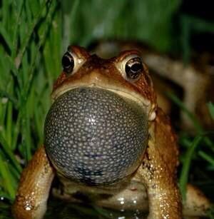 margomcd's tweet image. I heard the #springpeepers yesterday! Despite #snow forecast for tomorrow #Spring surely is on its way!