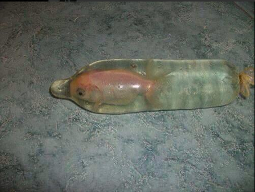 TipsterCharlie's tweet photo. I made my goldfish into a dolphin! :D http://t.co/p7GCr3uW5v