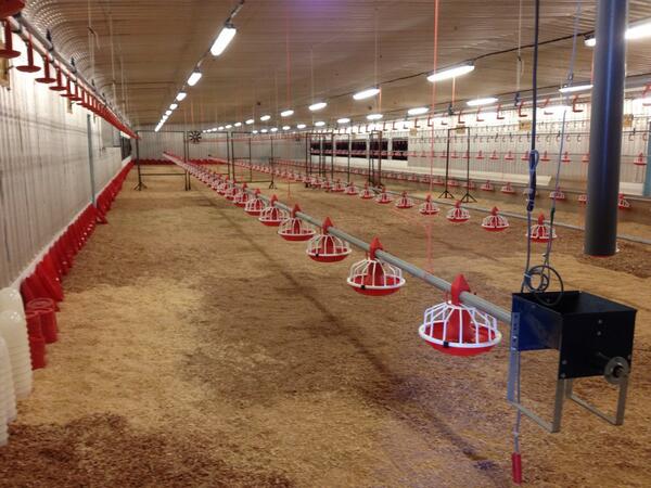EdGubbels's tweet photo. Second picture of the GP rearing houses. This feeding system is ready for the males. #fancombv http://t.co/YJzXMIBPDT