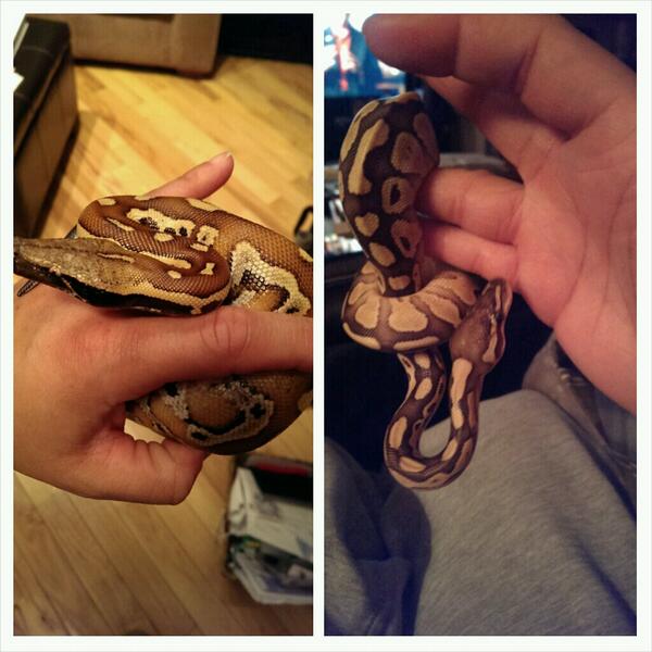 HarlnWorld's tweet image. My two newest additions. Phoenix the #bloodpython and Beast the #butterballpython! #animalbabies