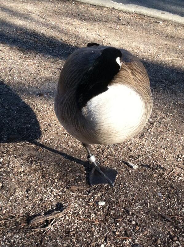 goosekyle's tweet photo. You have something I want #GooseHunting #bandhunting  @NotJeffFoiles http://t.co/gCsNbpqsDu