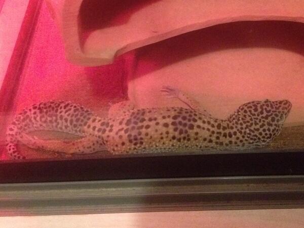 Cyborgmau5 tweet media