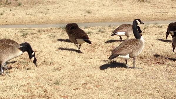 NotJeffFoiles's tweet photo. "@dakotastowe: @NotJeffFoiles grab the pellet gun we got banded geese http://t.co/jc83qGoPs0" looks like im going to need a fresh lanyard!