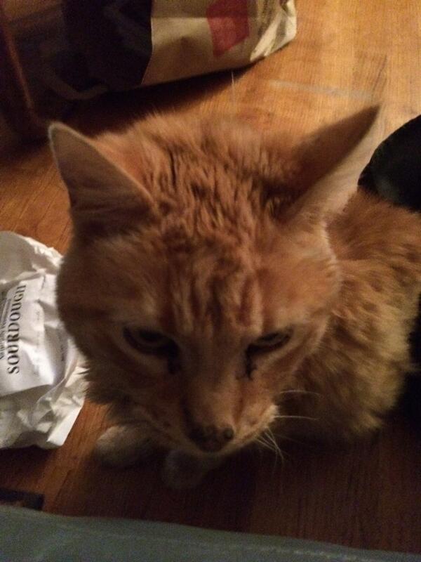 Hatercles's tweet photo. I'm going to miss this fucking cat #catdeath http://t.co/n8puFZxBR9