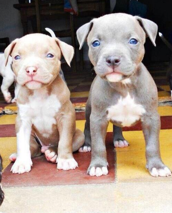 wordstionary's tweet photo. pitbulls are my favorite http://t.co/ctQ7PpXDAp