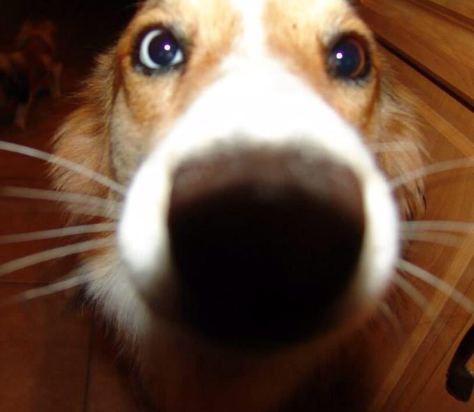 RIP Scout Puppy. You were the sweetest baby ever. Mommy loves you SO much &amp; I'm missing you like crazy<a href="/tag/loved"class="tags"><span>#loved</span></a>