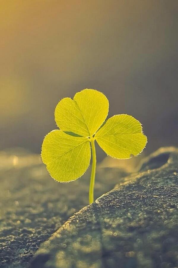 LenihanSecurity's tweet photo. Happy St. Patrick's day to all our customers (present &amp; future) from all @LenihanSecurity http://t.co/FSrZMYQx1V