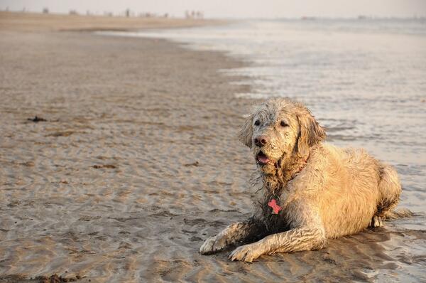 AngelsWoof's tweet photo. Angel celebrating Holi doggie style;) Woof Woof WOOF!! http://t.co/oxZu9gveY4