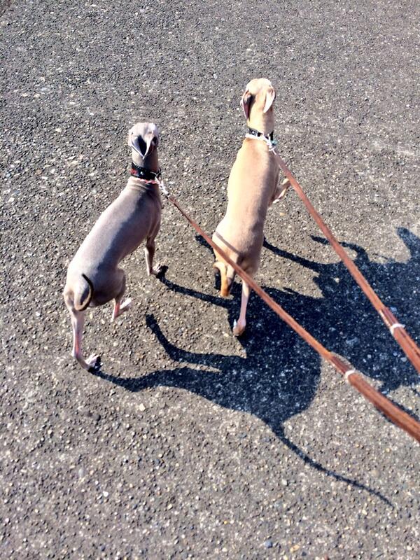 lerasoa's tweet photo. ルンルンで♪
お散歩行って来ました(*^^*) http://t.co/onoxjzhdmD