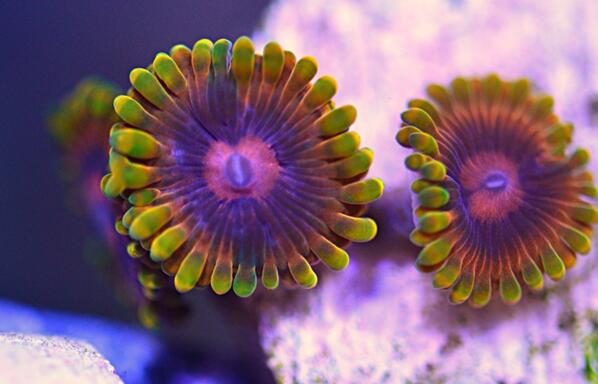 BMFcorals's tweet photo. Zoanthids #coralreef #livecoral http://t.co/hIAjsGEo60