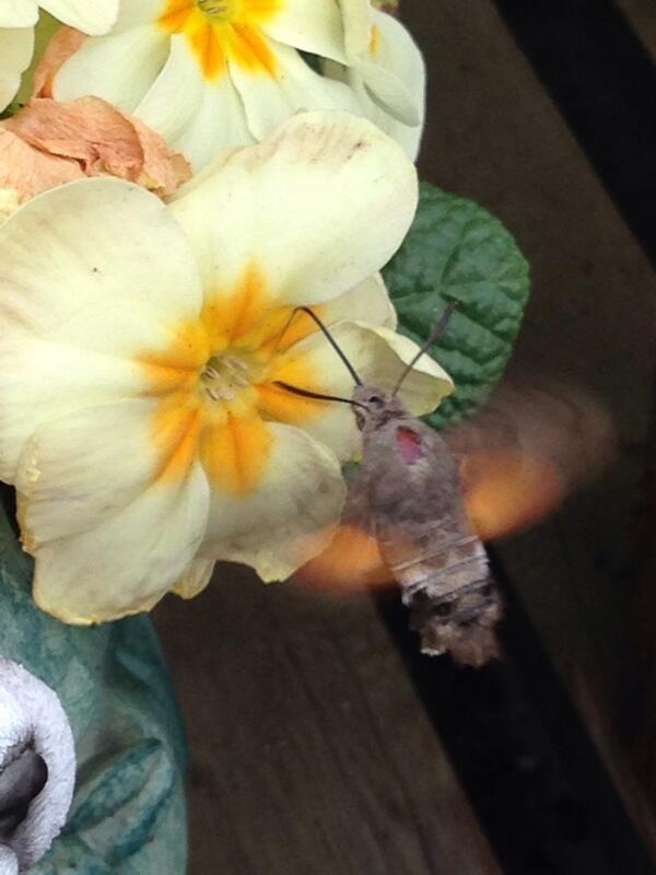 Hummingbird Hawkmoth this morning!