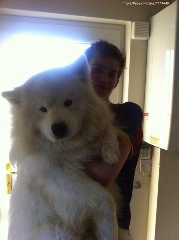 gazo1192_bot's tweet photo. こんなに大きな犬が(*ﾟДﾟ*)  https://t.co/wVhGfWylJj