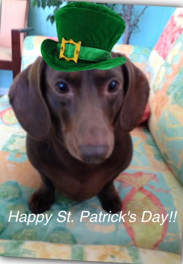 CGR_SC's tweet photo. Maggie Says..... Happy St Patrick's Day! http://t.co/Dd6rPXXPb8