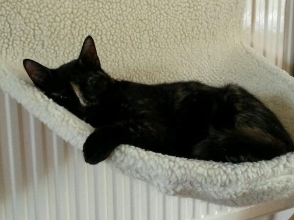 crumbcat1's tweet photo. After a hard day sleeping and being made to dance round room to someone called Kylie, I deserve a nap! #donotdisturb http://t.co/YTGlDhjPvb