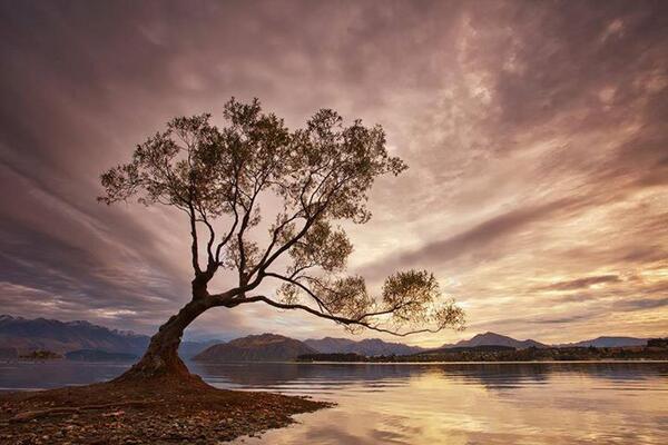 Gabriele_Corno's tweet photo. "Alone", Lake Wanaka, New Zealand by Darren J Bennett http://t.co/nFARlFBZu9