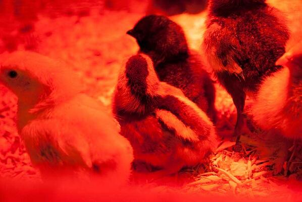 Fable Farm  tweet media