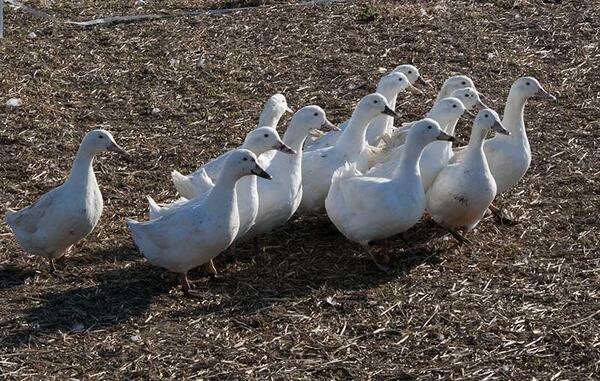 Fable Farm  tweet media