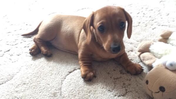 ily_Austin's tweet image. My life is so hard playing with puppies all day #dogwalkerproblems