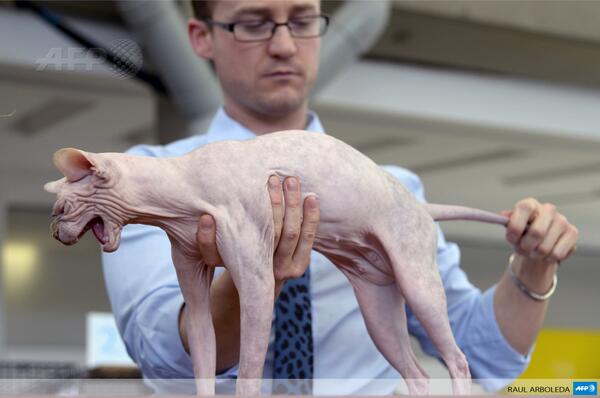 Agence France Presse Un Chat Sphynx Lors D Une Exposition Feline Dimanche A Medellin En Colombie Afp Http T Co Hb0oqpjyfl Agence France Presse Un Chat Sphynx Lors D Une Exposition Feline Dimanche A Medellin En Colombie Afp Http T Co Hb0oqpjyfl