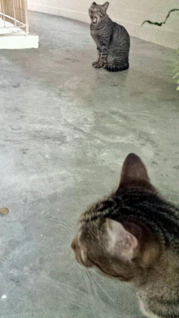 LUMITHECAT's tweet photo. Boyfie http://t.co/g6vYYgAjfE