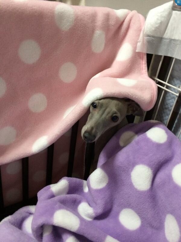lerasoa's tweet photo. おやすみぃ〜💤 http://t.co/qVeTsm63IK