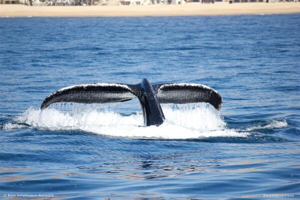 Whale Expeditions (@whalepeditions) on Twitter photo How about a <a href="/CaboSanLucasBCS/">Cabo San Lucas BCS</a> whale tail tale to tell when back home?? ;) <a href="/BajaInfotheque/">Baja Infotheque</a> and <a href="/BajaInfoNet/">Baja Info Net</a> #BajaSur How about a <a href="/CaboSanLucasBCS/">Cabo San Lucas BCS</a> whale tail tale to tell when back home?? ;) <a href="/BajaInfotheque/">Baja Infotheque</a> and <a href="/BajaInfoNet/">Baja Info Net</a> #BajaSur