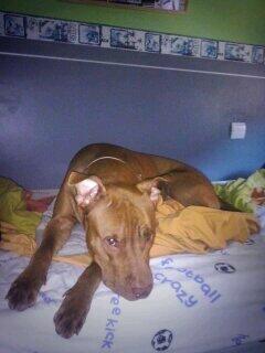 rodrii_bll's tweet photo. Como me mira para que no la eche de la cama..... #YoAmoAmiPitbull http://t.co/kdibqlPPbV
