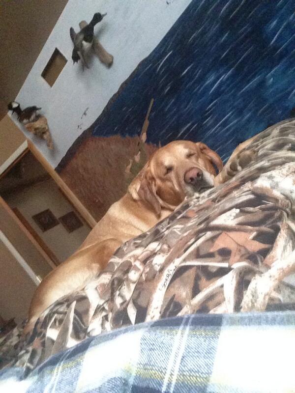 CKochinsky's tweet image. Sleepy head #storm #lab #huntingmachine