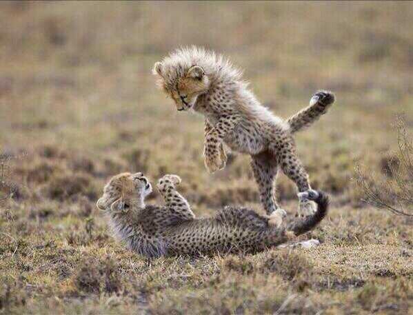 Sibling squabbles