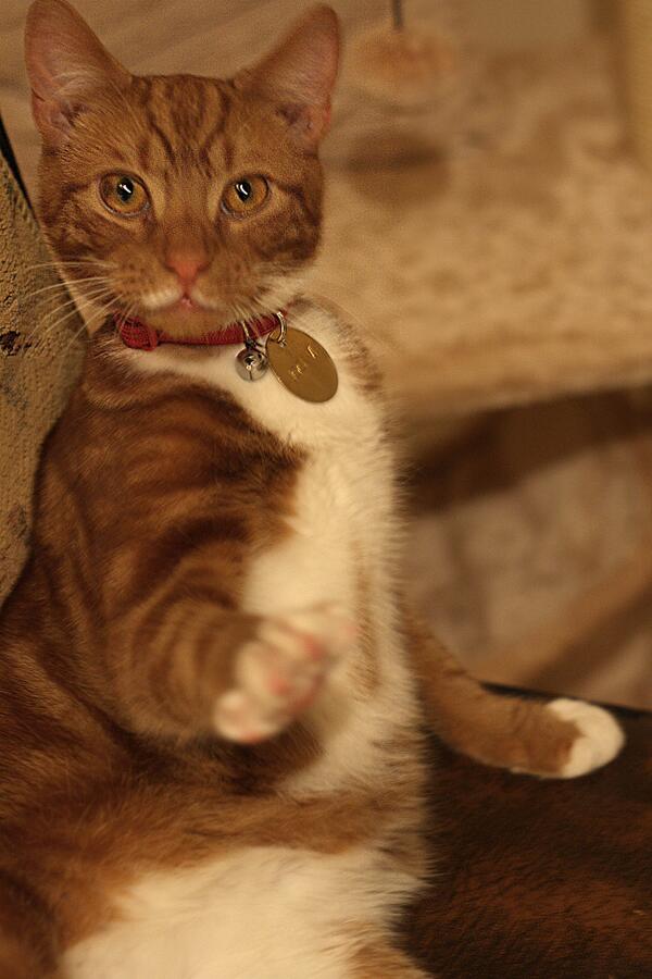 nationaltrust's tweet image. TV ALERT: Don't miss the newest and cutest resident of @ChartwellNT being interviewed on The One Show tonight!