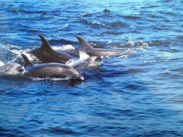 CaletaChanaral's tweet photo. #QuieroPuroVer300 Delfines en la? Reserva Marina..esto si no instalan la Minera #DomingaDelano http://t.co/1sDi7LSYVH