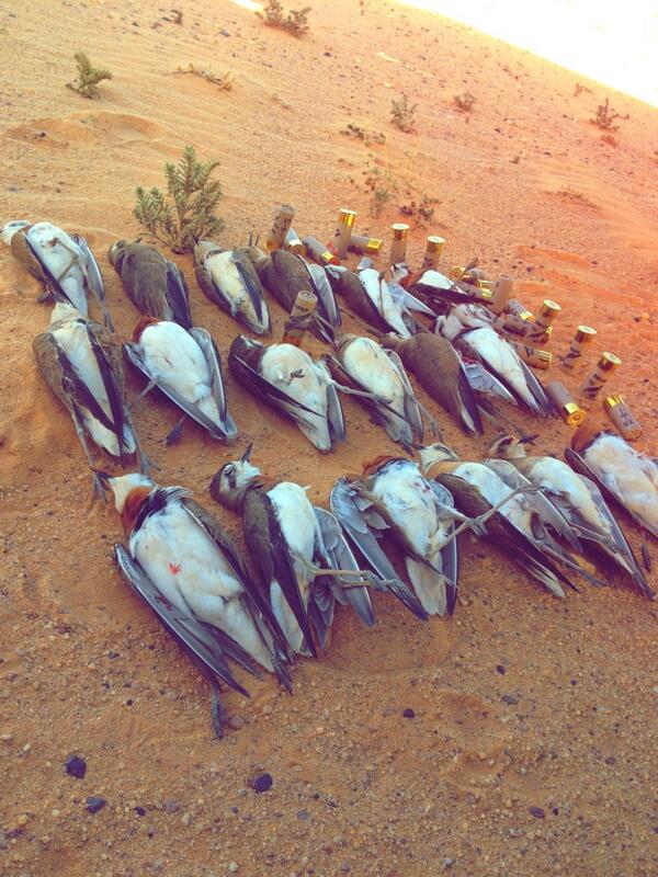 raid_alharbie's tweet photo. "

صيد اليوم - دحاريج http://t.co/QOFZYj88SH”
صايد وفايد"