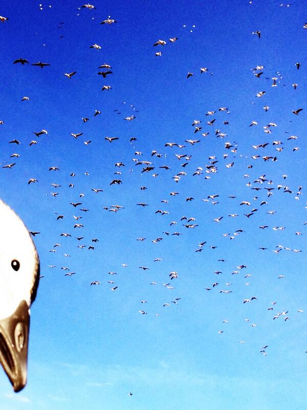 TonyVandemore's tweet photo. Make a pile! #ChasingF5 http://t.co/e1r4diIhly