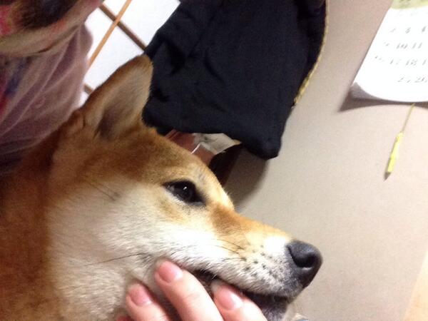 azuki_potiko's tweet photo. む #あずき http://t.co/J05ZFEsOOG