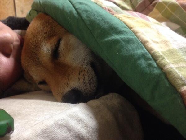 azuki_potiko's tweet photo. ぐっすり #あずき http://t.co/mpYCQIaZik