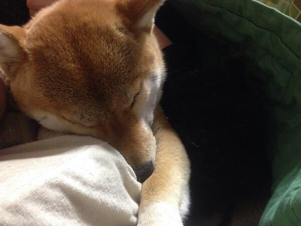 azuki_potiko's tweet photo. きゅー #あずき http://t.co/0iB02bQQjw