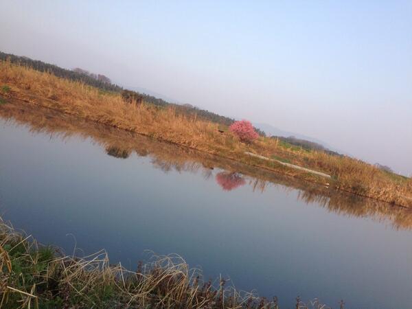 azuki_potiko's tweet photo. 水鏡 #あずき http://t.co/i0ob2OPZER