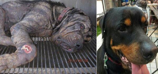 Schnauzicom's tweet photo. SALVADO DE LA EUTANASIA: La impresionante transformación del Rottweiler Tiny: http://t.co/ebcF7zemqK http://t.co/jEMxCYTmk6