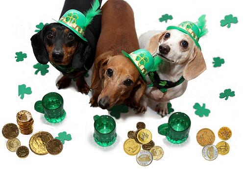 GroovyGravyPets's tweet photo. Happy St. Patty's Day from our GROOVY friends to yours! http://t.co/mW2C2sdfLy