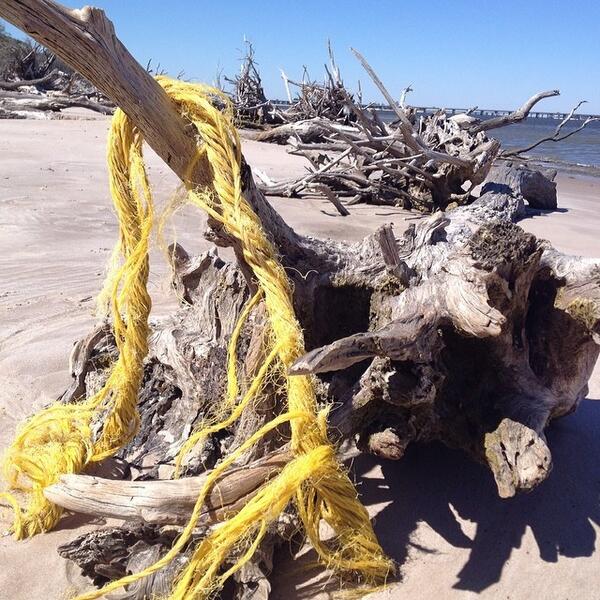NatlParksPhotos's tweet photo. #yellowmonday #jacksonville #bigtalbot #nationalparks by s_nti http://t.co/4cFdK6SBfZ