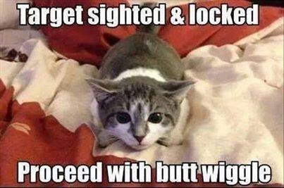 ItsMeDeaner's tweet photo. “@FriskyFatFeline: In 5, 4, 3, 2, 1.... http://t.co/Hq9nKlqMsD” @klisaanne