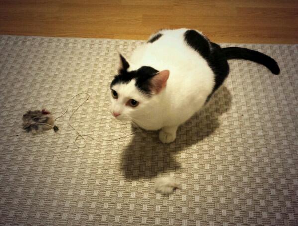 Adelheid_8's tweet photo. Before I has 1 toy, now I has 2 toys. #cats #canihascheeseburger http://t.co/yzTupMNgRt