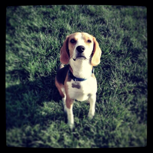 CaliforniaDogs's tweet photo. Check out Woody @CaliforniaDogs he's such a sweet dog training camper! Visit http://t.co/kr6g7TZ4Y4 for more info! http://t.co/YKBX5mklWi