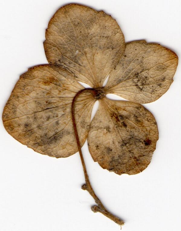 TheAddamsFamily's tweet photo. Our type of #shamrock.  Wishing you a dreadful #StPatricksDay. http://t.co/cxCGPKcz50