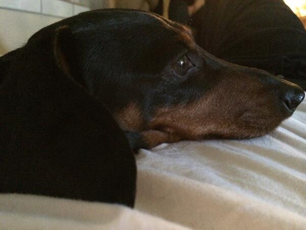 itspapabob's tweet photo. Remo can almost walk again. Poor guy. He just wants to chill on me. http://t.co/zVCjJCWsR8