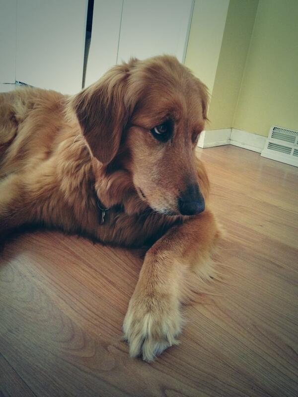 SarahLagen's tweet image. It's been a long few days but this puppy makes it so much better #comebackwithme