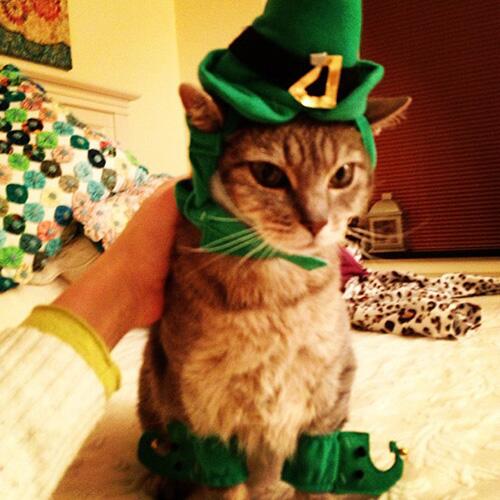 CatFoodBreath's tweet image. Lucky for this human, they had festive green bandages at the emergency room.